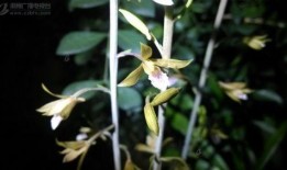 花斗在线观看,在线重温古典武侠传奇